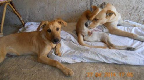 SUGAR e amichetta, cuccioli dolcissimi - Foto 5
