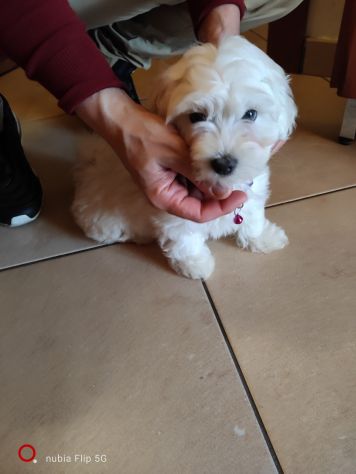 Maltese cucciola - Foto 4
