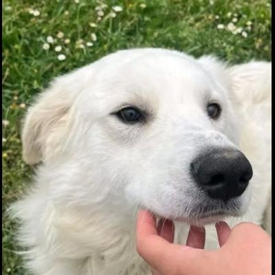 GERICO UNA MERAVIGLIA IN GABBIA, CANE IN ADOZIONE