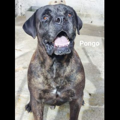 PONGO E PEGGY MERAVIGLIOSI, MERITANO UNA CASA; CANI IN ADOZIONE