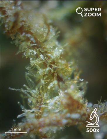Blue Dream - Foto 4