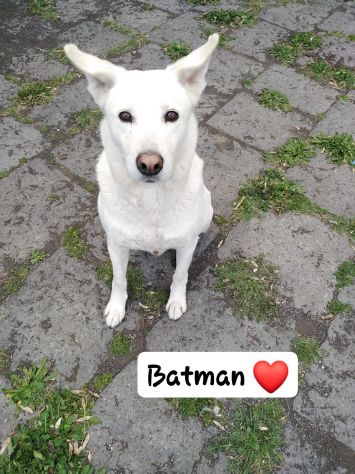 Cagnolino cerca adozione - Foto 2