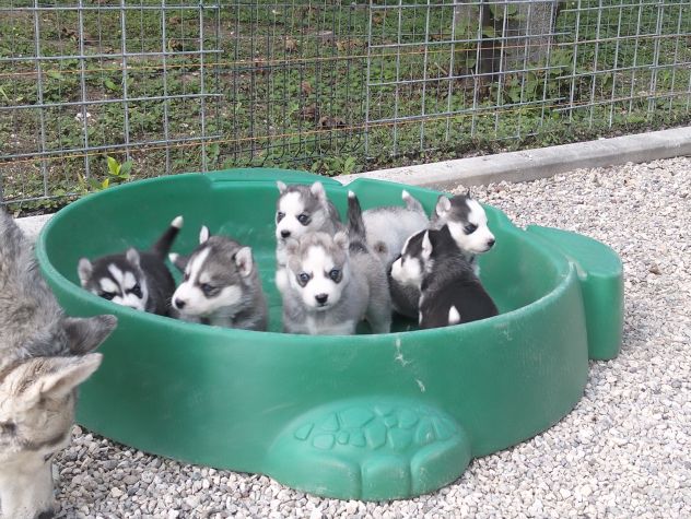 Cuccioli di siberian husky - Foto 6