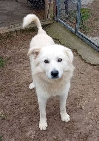 RUNNER cerca casa CANE IN ADOZIONE - Foto 2