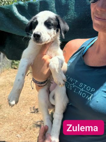 CUCCIOLI IN ADOZIONE - Foto 9