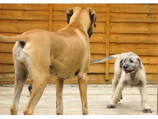 Bellissimi cuccioli di Levriero Irlandese