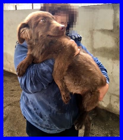 NAPEA,DOLCE CUCCIOLA ABBANDONATA CERCA CASA - Foto 7
