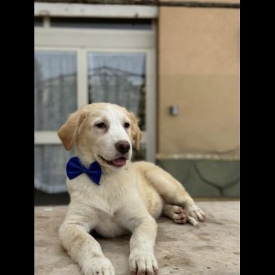 GIULIO UN AMORE DI CUCCIOLO DA ADOTTARE - Foto 4