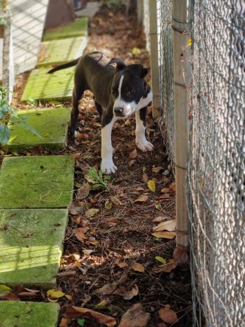 Cucciolo con pedigree ENCI American Staffodshire Terrier - Foto 5