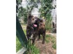 Mix Pastore pelo lungo circa 3/4anni dal balcone al canile!!SOS NAPOLI