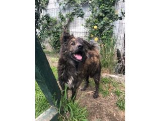 Mix Pastore pelo lungo circa 3/4anni dal balcone al canile!!SOS NAPOLI