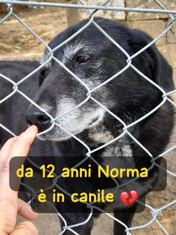 NORMA 12 ANNI taglia media - Foto 4