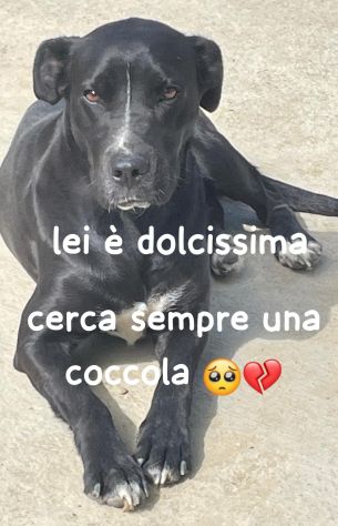 PUMA SIMIL CANE CORSO 3 ANNI ANCHE LEI IN CANILE… - Foto 2