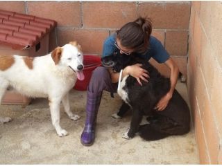NERONE, mix bracco dolcissimo