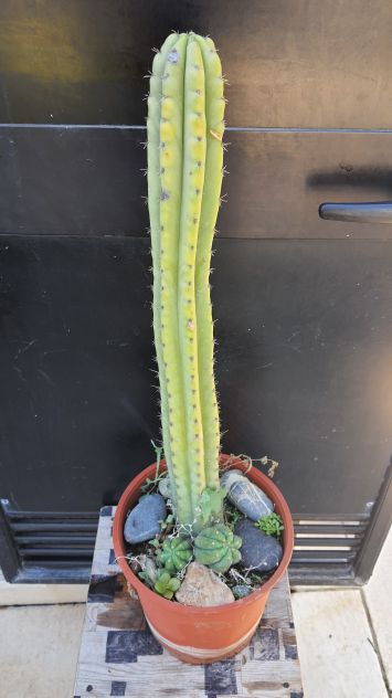 Cactus Piante Grasse - Trichocereus Pachanoi - Foto 3