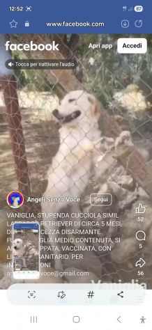 Femmina 5mesi simil Labrador Retriever tg media in 1recinto a pane secco!SOS SUD - Foto 4
