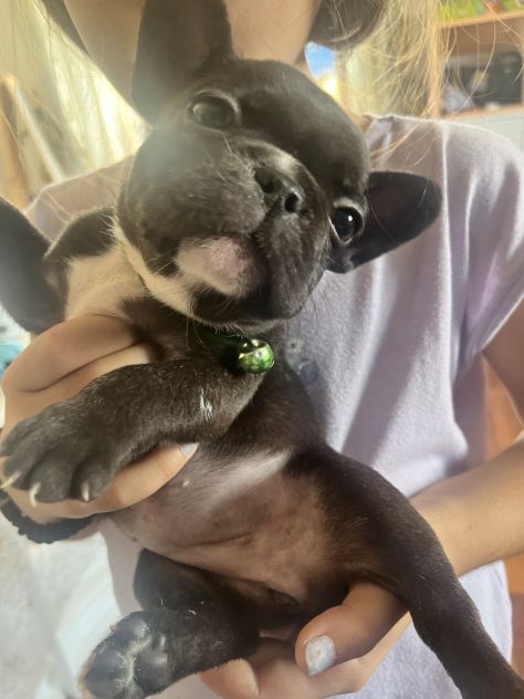 Animali bulldog francesi cosenza - Foto 5