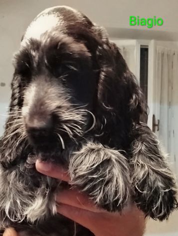 Cucciolo cocker spaniel inglese Blu roano - Foto 4