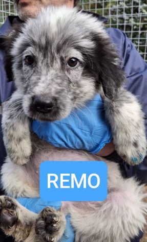 CUCCIOLI 3 MESI taglia media grande NATI IN CANILE - Foto 3