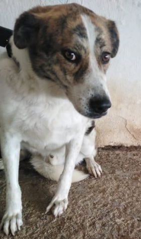 6anni tg media chiuso da cucciolo in 1canile di 2000anime! SOS SUD