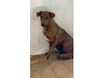 HOLLANDE, SPAVENTATA DAL CANILE CAGNOLINA IN ADOZIONE