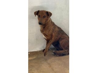 HOLLANDE, SPAVENTATA DAL CANILE CAGNOLINA IN ADOZIONE