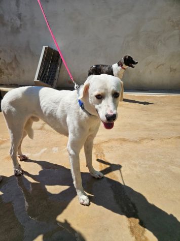 Kira e Kinder: cessione di proprietà - Foto 4