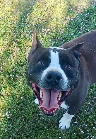 MIA Staffordshire di 7 anni rimasta sola... - Foto 4