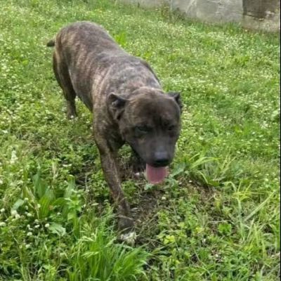 Zaza' ha un' indole meravigliosa, affettuoso cane in adozione 20 kg di tenerezza - Foto 5
