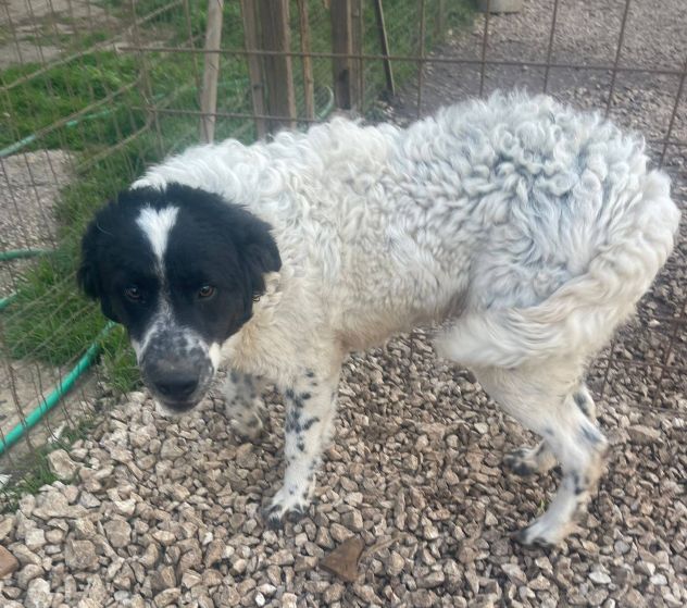 Gigino - Foto 5