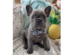 BULLDOG FRANCESE - BOULEDOGUE CUCCIOLI BLU pag agevolato