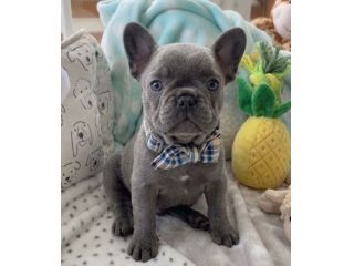 BULLDOG FRANCESE - BOULEDOGUE CUCCIOLI BLU pag agevolato