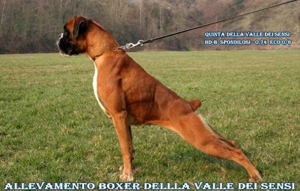 BOXER CUCCIOLI A VENEZIA- ALLEVAMENTI BOXER A VENEZIA - Foto 10