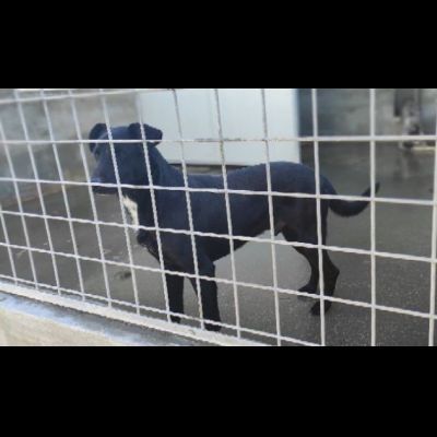 AARON UNO DEI TANTI DIMENTICATI, CANE IN ADOZIONE. - Foto 7
