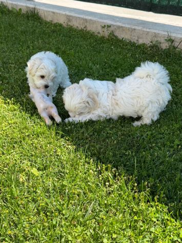 Cuccioli Maltese - Foto 3