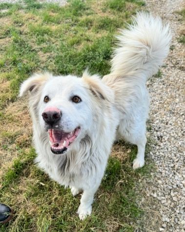 Margot 2 anni Taglia media grande - Foto 2