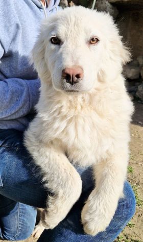 GLI OCCHI DI WHITE PARLANO...IN CANILE! - Foto 3