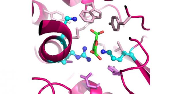 LEZIONI DI BIOINFORMATICA TESI ELABORAZIONE DATI