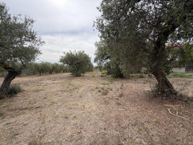 Uliveto in vendita a Torrevecchia Teatina