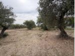 Uliveto in vendita a Torrevecchia Teatina