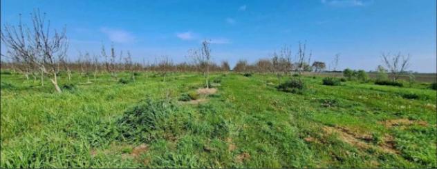 Immobile in asta di 60805 m² in vendita a Villadose - Foto 3
