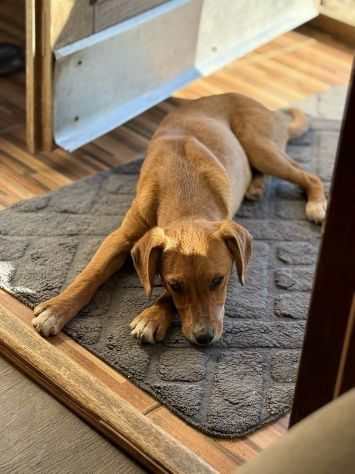 NATALIE, cucciola dolcissima cerca casa! - Foto 5