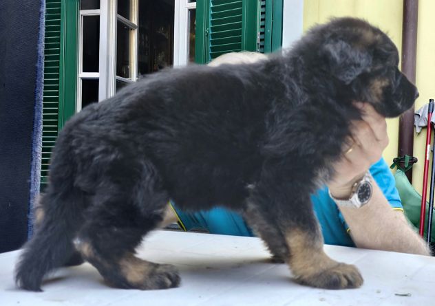 Cuccioli Pastore Tedesco pelo lungo - Foto 2