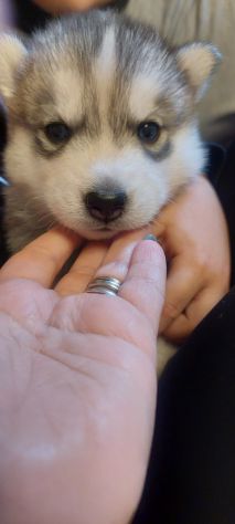 CUCCIOLI SIBERIAN HUSKY ENCI - Foto 2