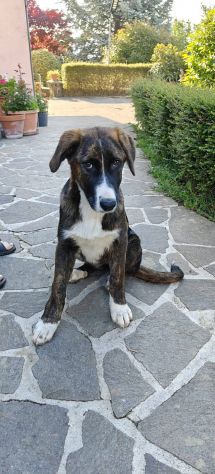DANA E BERNA CUCCIOLE IN ADOZIONE - Foto 4