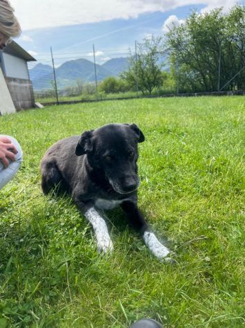TIMIDO E PACATO CAGNOLINO IN ADOZIONE - Foto 3