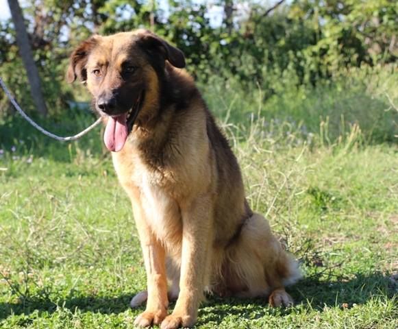 ZAGOR, stupendo mix Pastore Tedesco - Foto 3