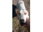 Malu cucciolo adozione del cuore