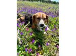 Penny beagle taglia piccola 10 kg