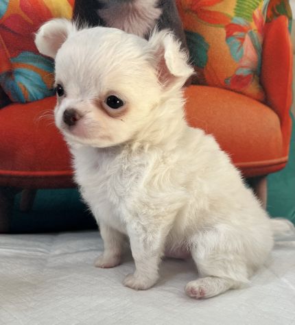 Chihuahua mini toy - Foto 5